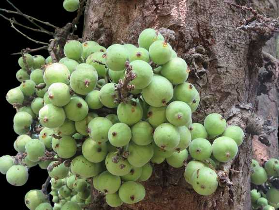 Vegetable Name in english and Hindi