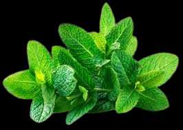 Vegetable Name in english and Hindi