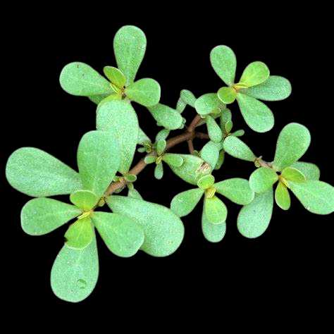 Vegetable Name in english and Hindi