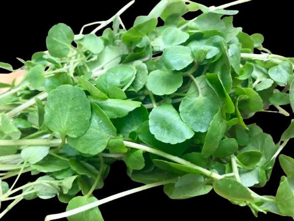 Vegetable Name in english and Hindi